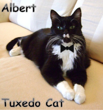 Albert-tuxedo-cat-web.jpg