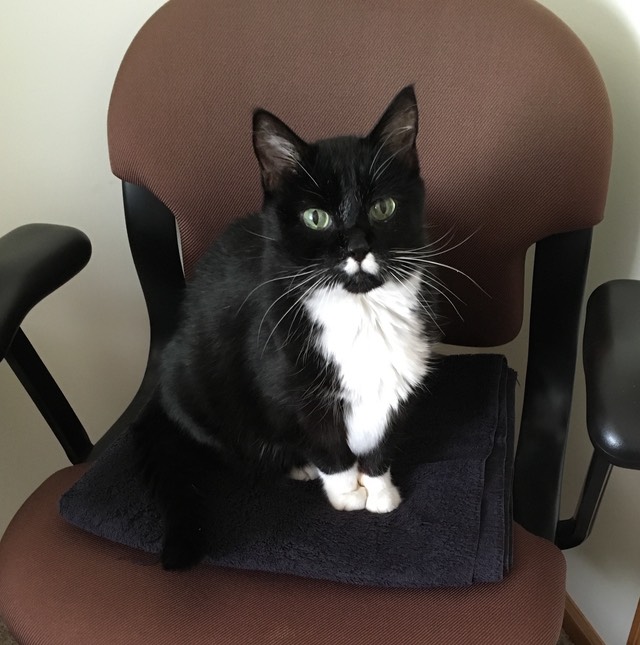 IMG 3733-Albert-on-deskchair